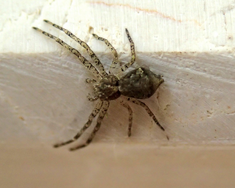 Tmarus sp.